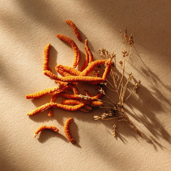 Cordyceps